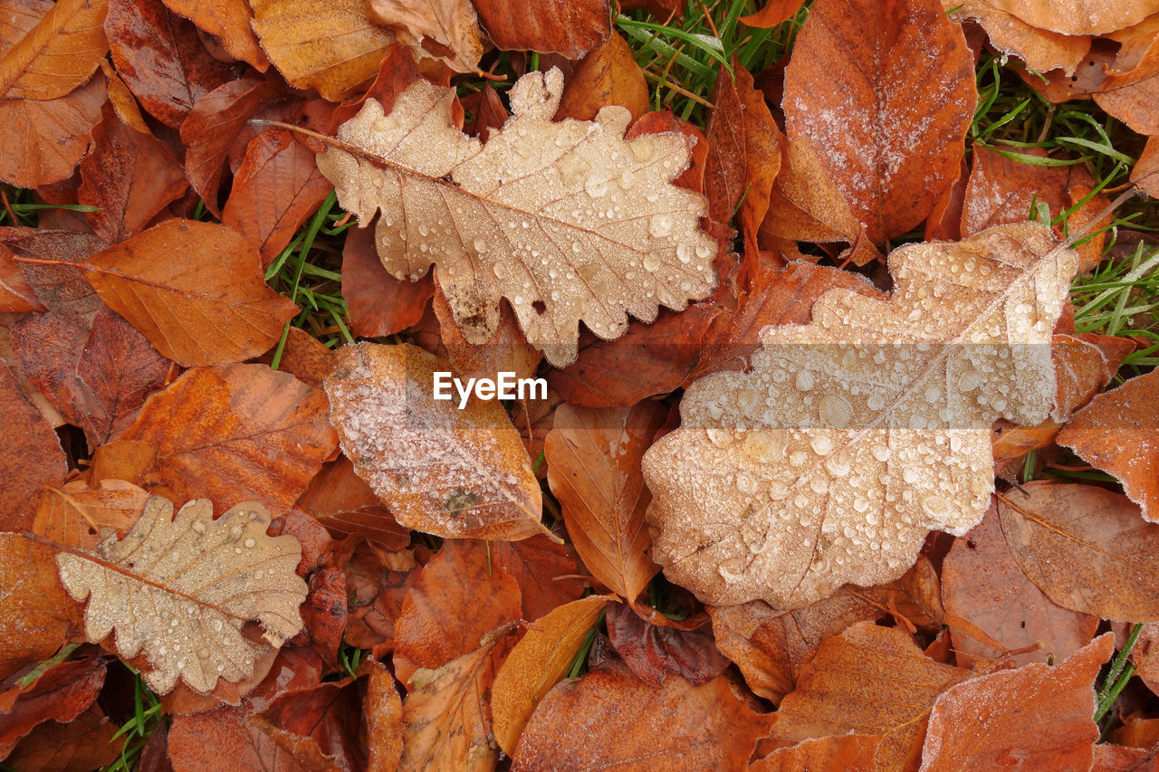 High angle view of raindrops on dry leaves