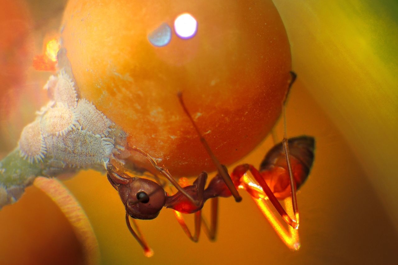 Close-up of ant on fruit