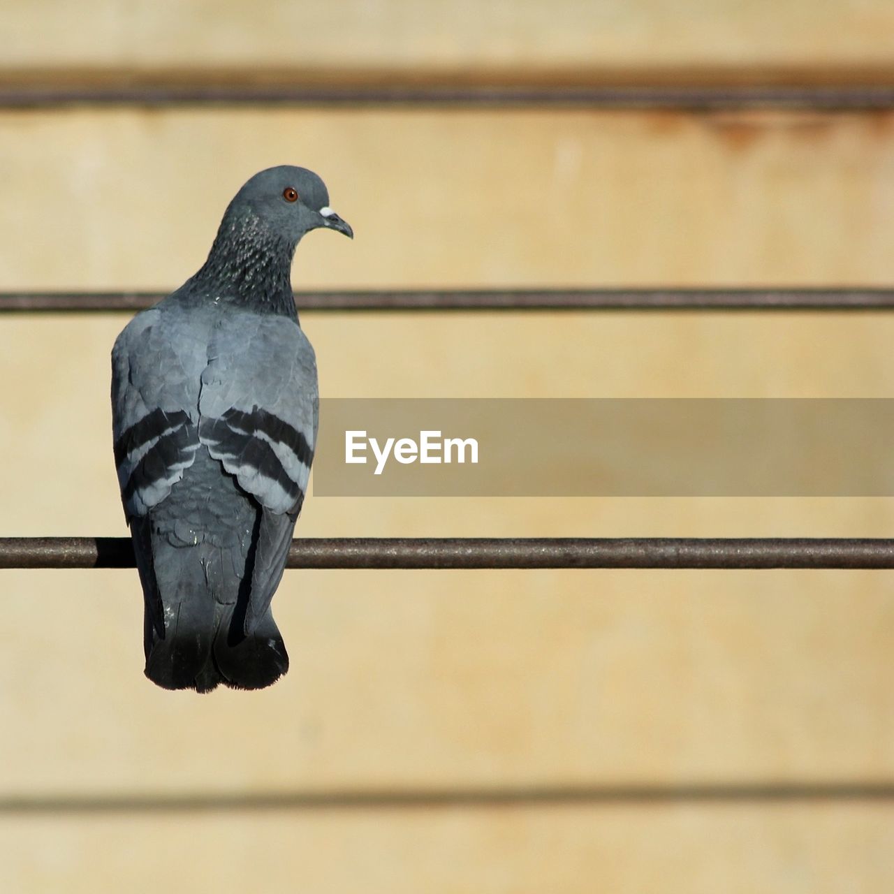 CLOSE-UP OF BIRD PERCHING ON METAL