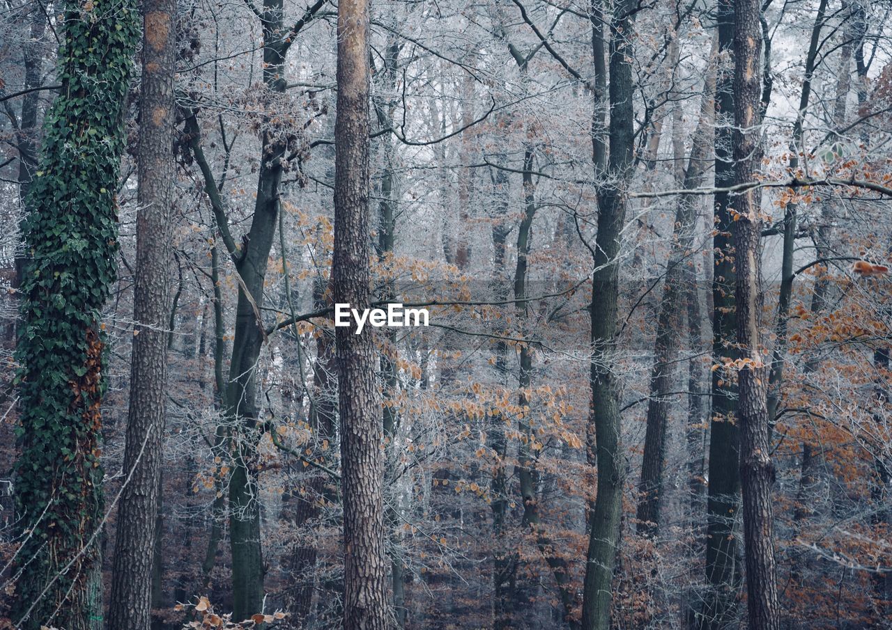 PANORAMIC SHOT OF TREES IN FOREST
