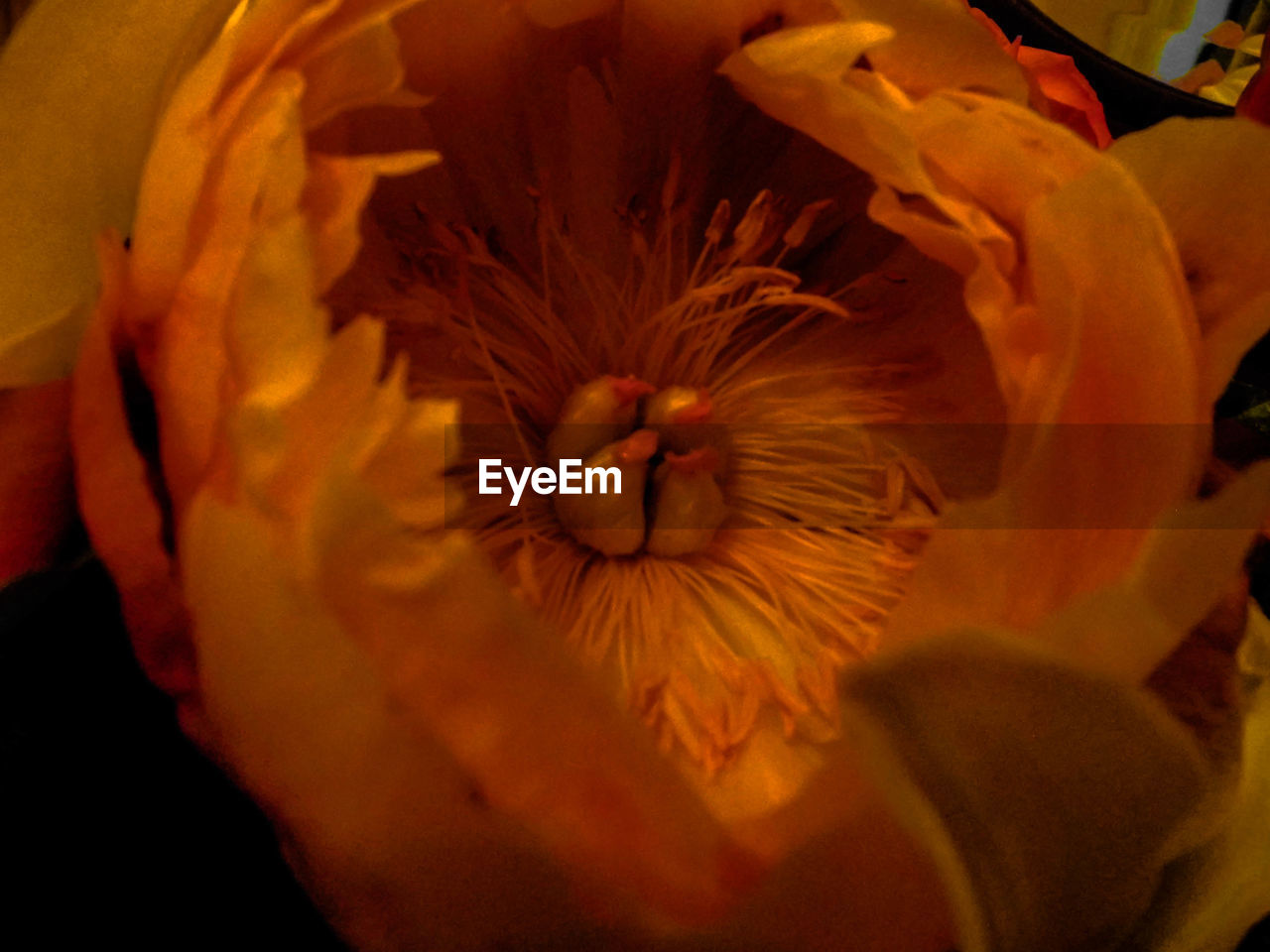 CLOSE-UP OF FLOWER AND PLANT