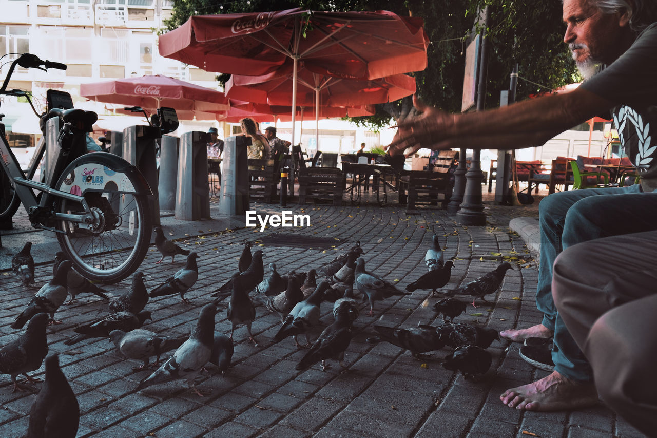 Low section of man sitting on bench feeding pigeons