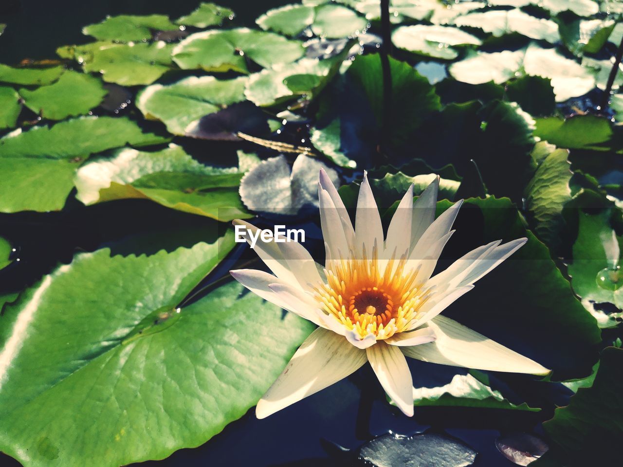 CLOSE-UP OF WATER LILY ON WET PLANT IN LAKE