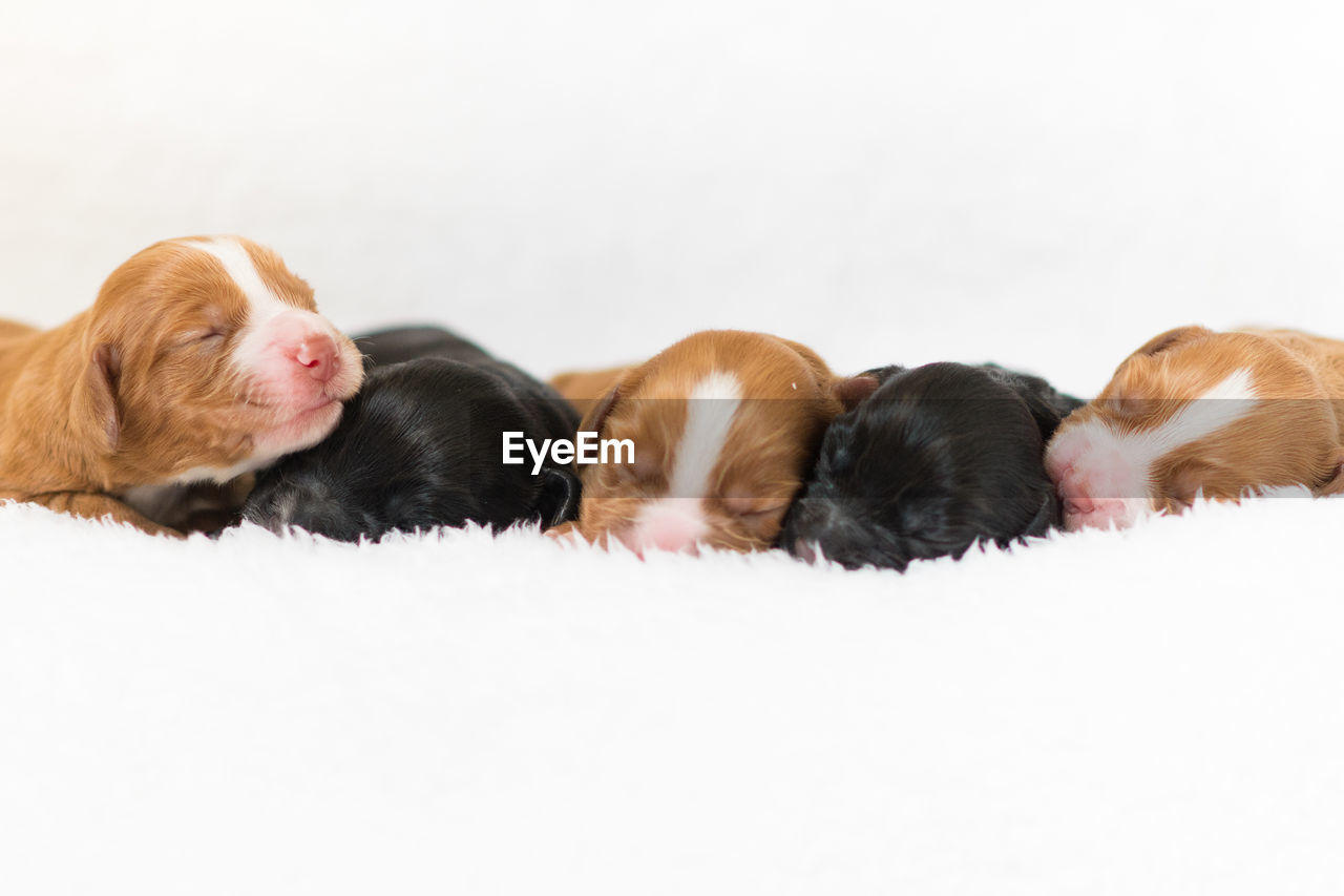 Close-up of cute puppies sleeping on blanket against white background