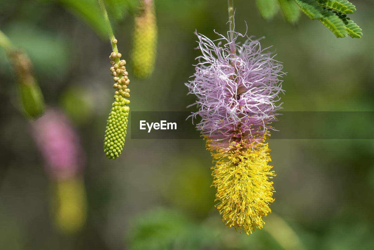 CLOSE-UP OF FLOWERING PLANT