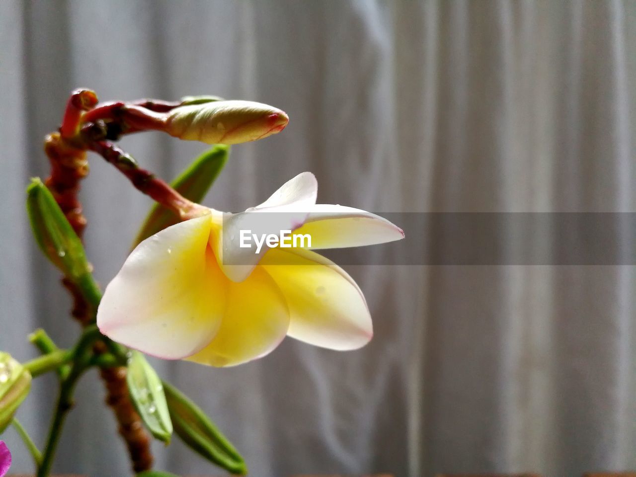 CLOSE-UP OF YELLOW FLOWER BLOOMING OUTDOORS