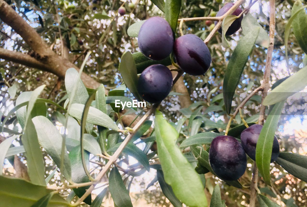 CLOSE-UP OF FRESH FRUITS GROWING ON TREE