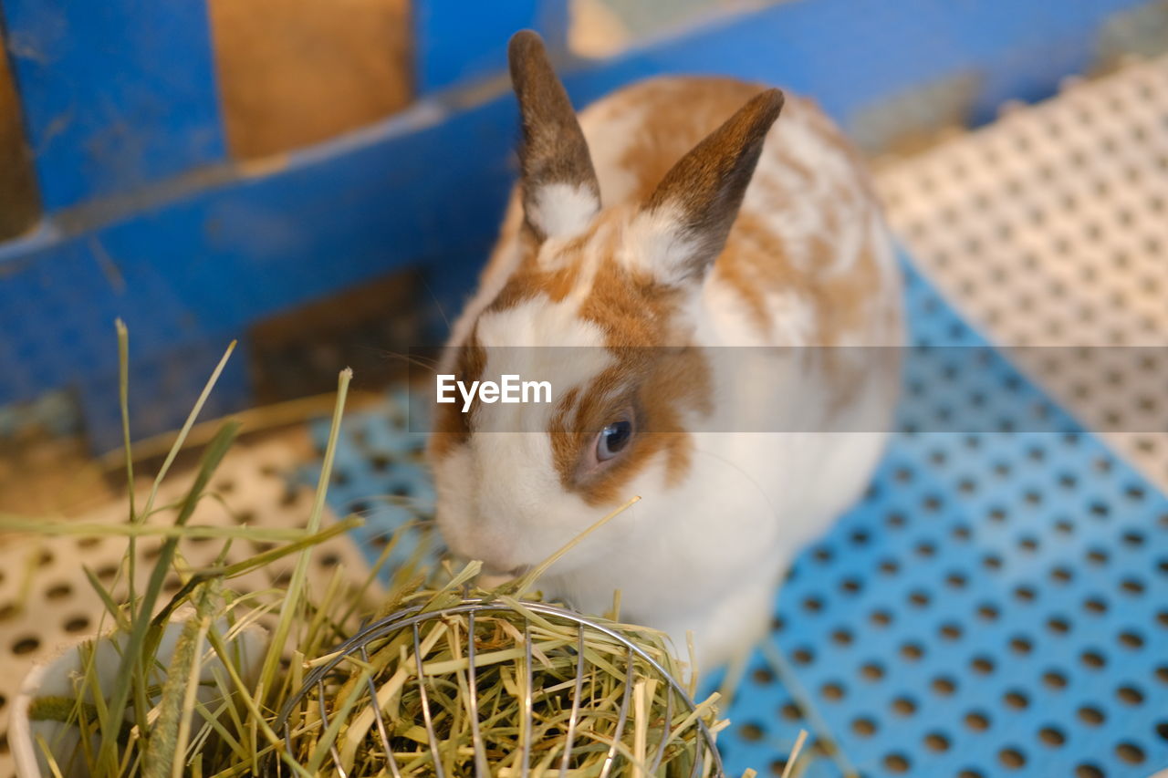 CLOSE-UP OF A RABBIT