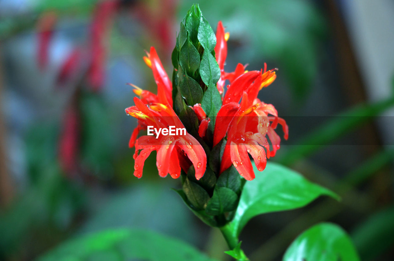 CLOSE-UP OF RED FLOWERING PLANTS