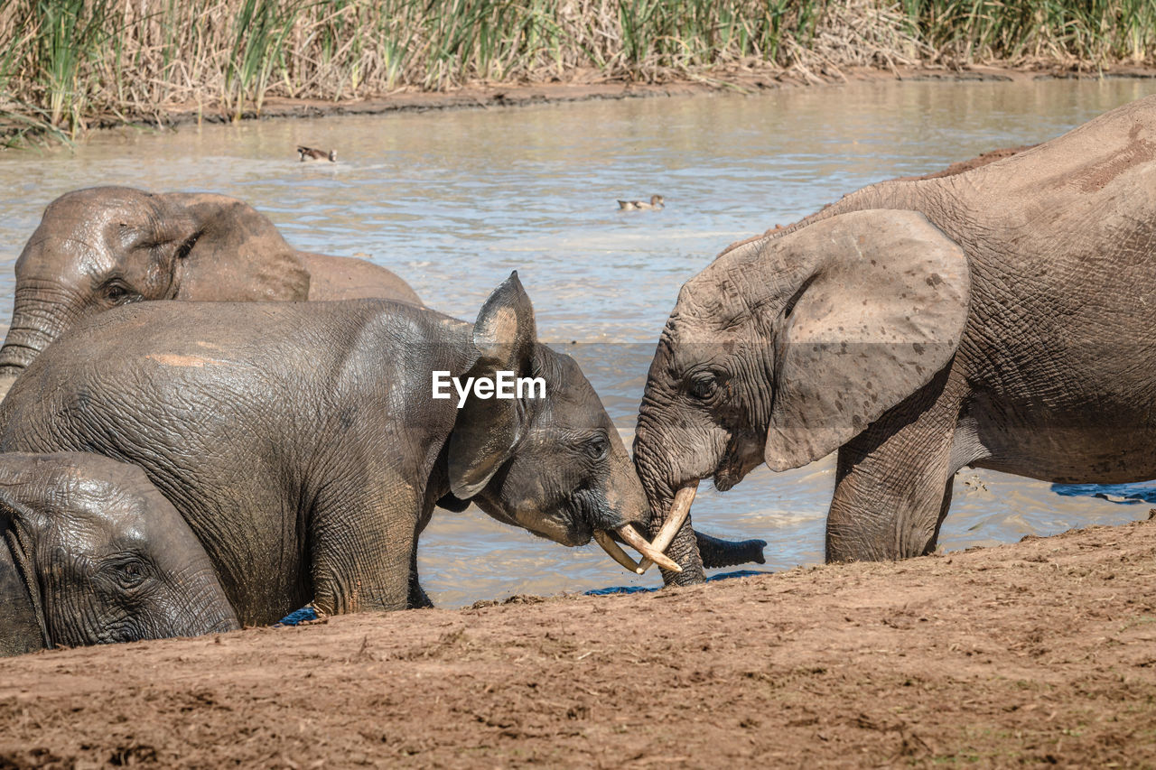 SIDE VIEW OF ELEPHANT DRINKING WATER AT BEACH