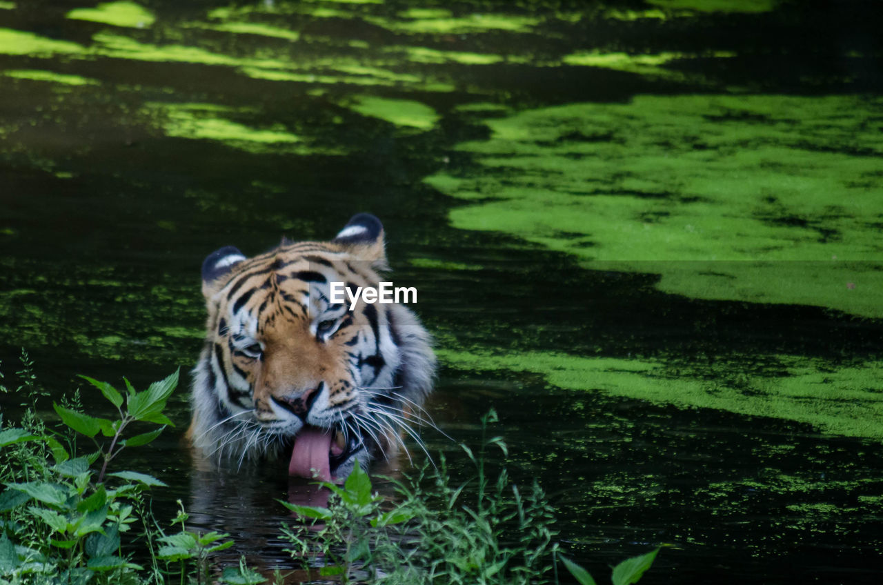 VIEW OF TIGER IN LAKE