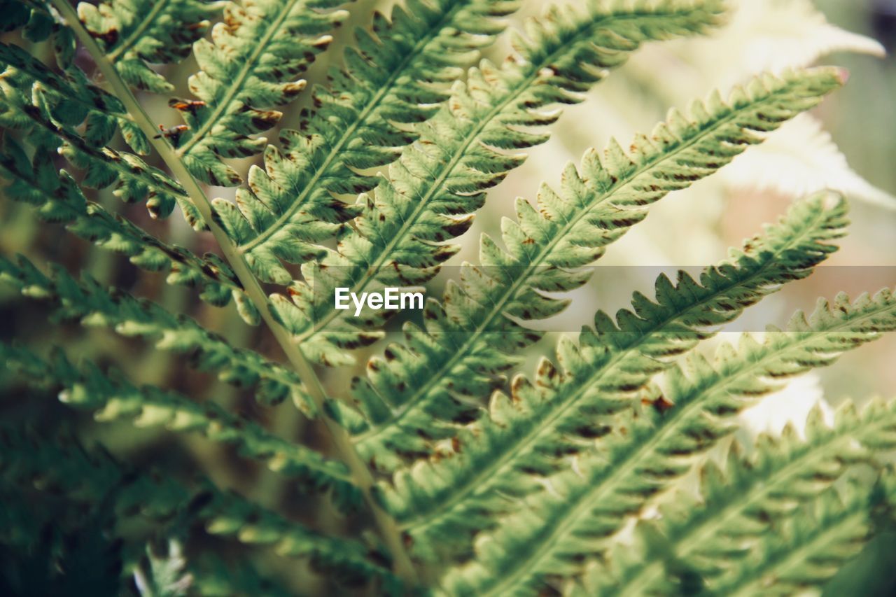 Close-up of fern leaves