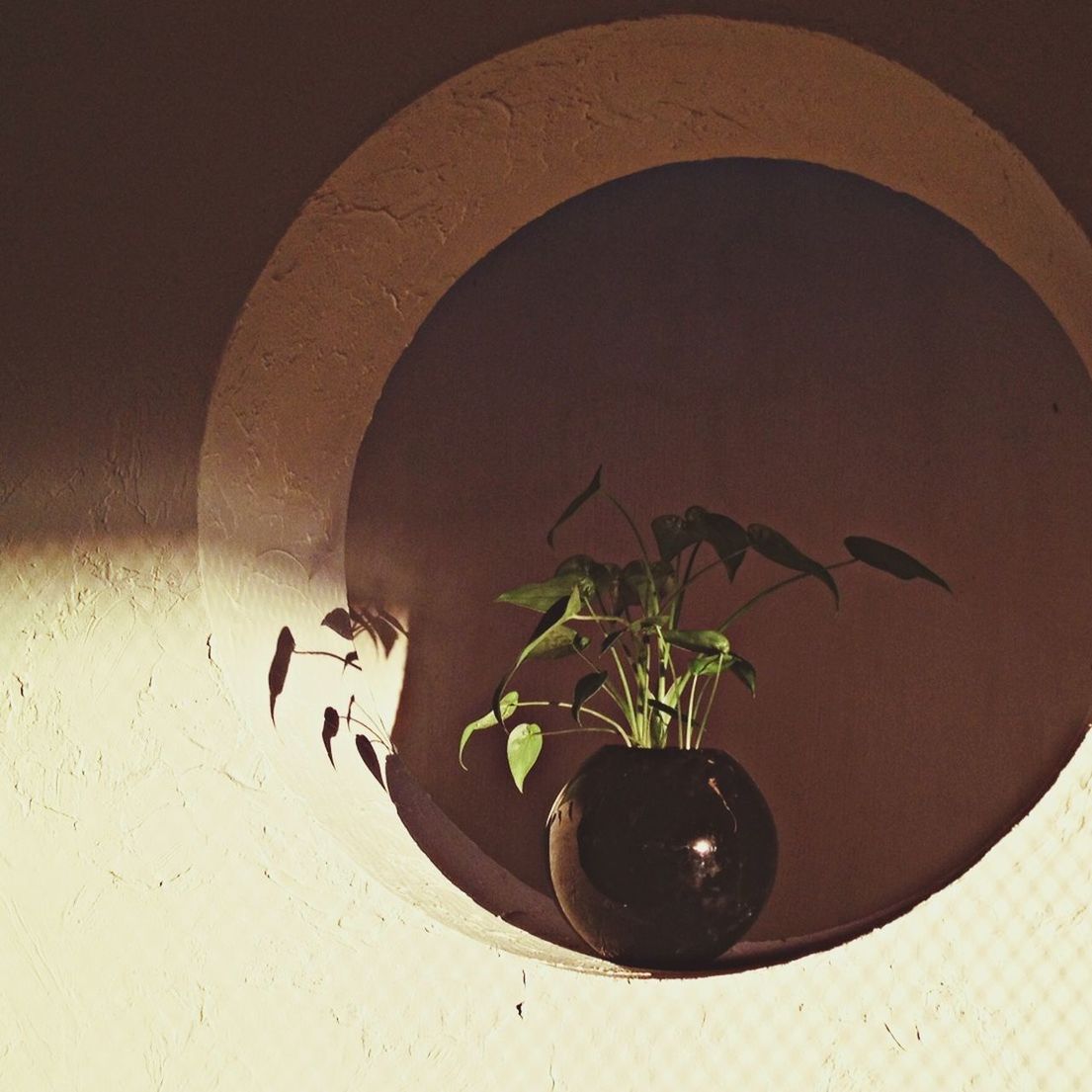 Potted plant on circular wall