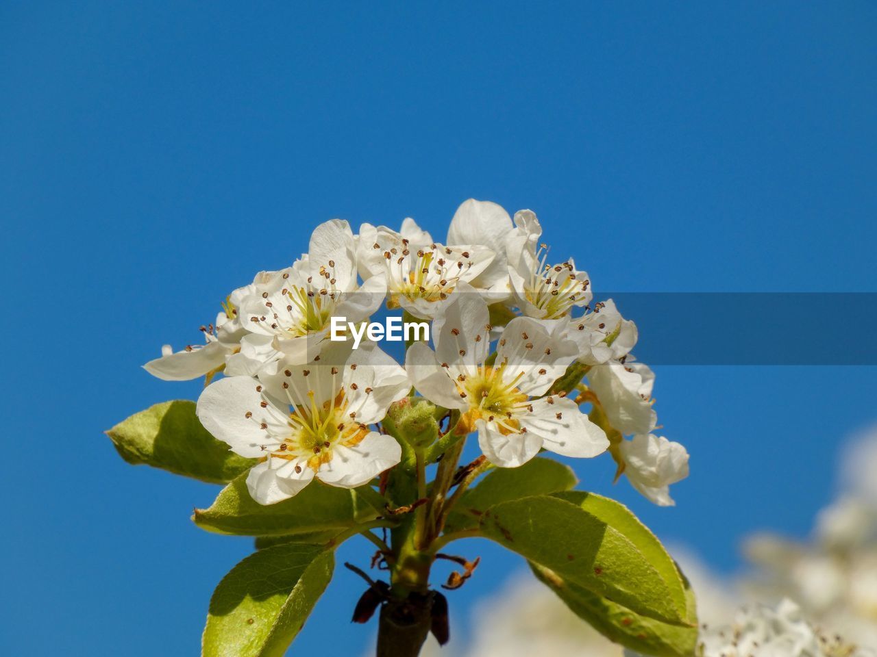 Low angle view of cherry blossom against clear blue sky