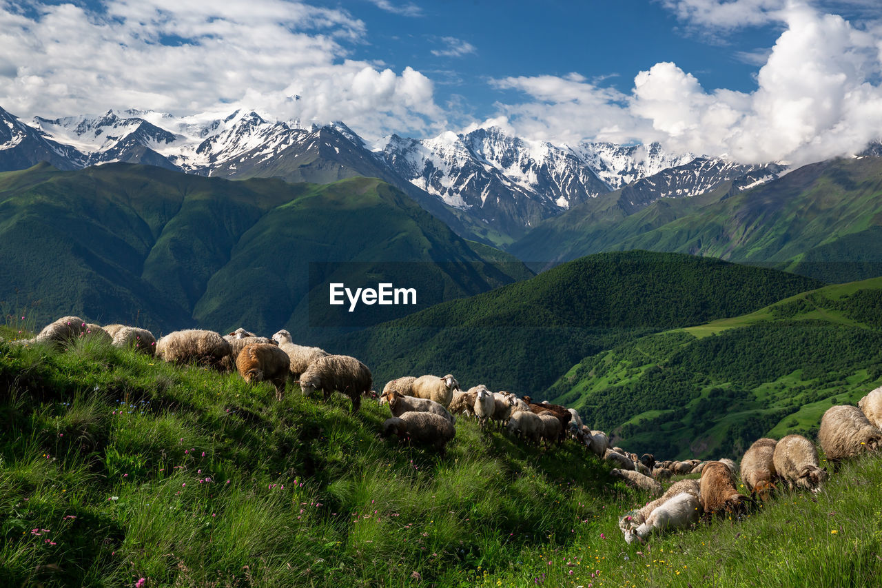 Sheep graze in the mountains. scenic view of landscape and mountains against sky.