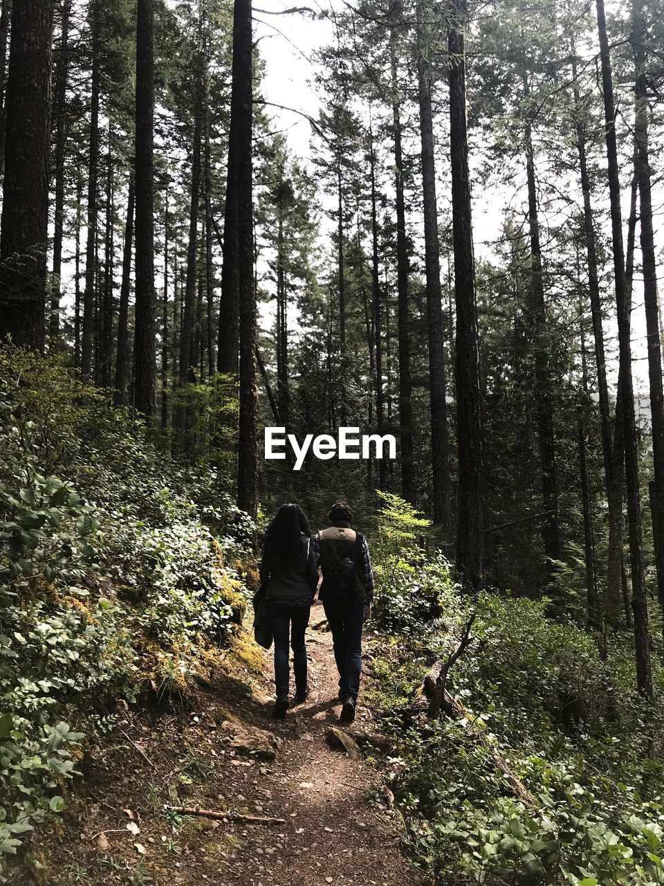 Rear view of couple walking on pathway amidst trees in forest