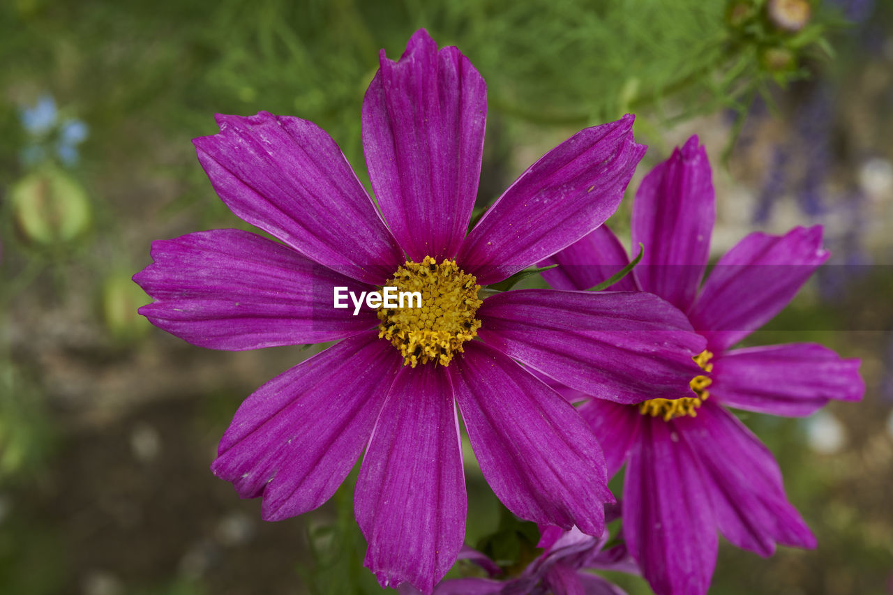 CLOSE-UP OF PINK FLOWER