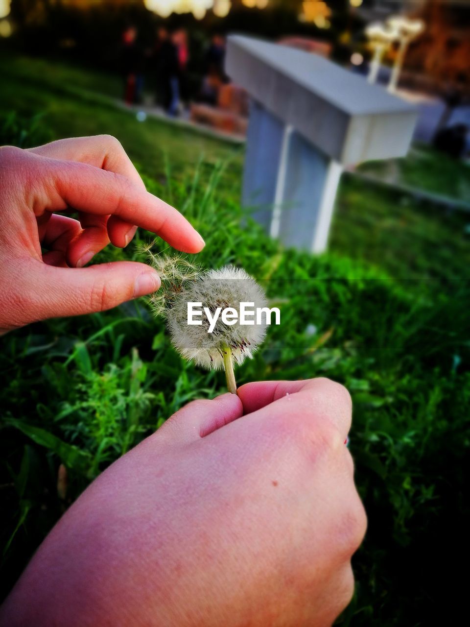 CLOSE-UP OF HAND HOLDING PLANT AGAINST GRASS