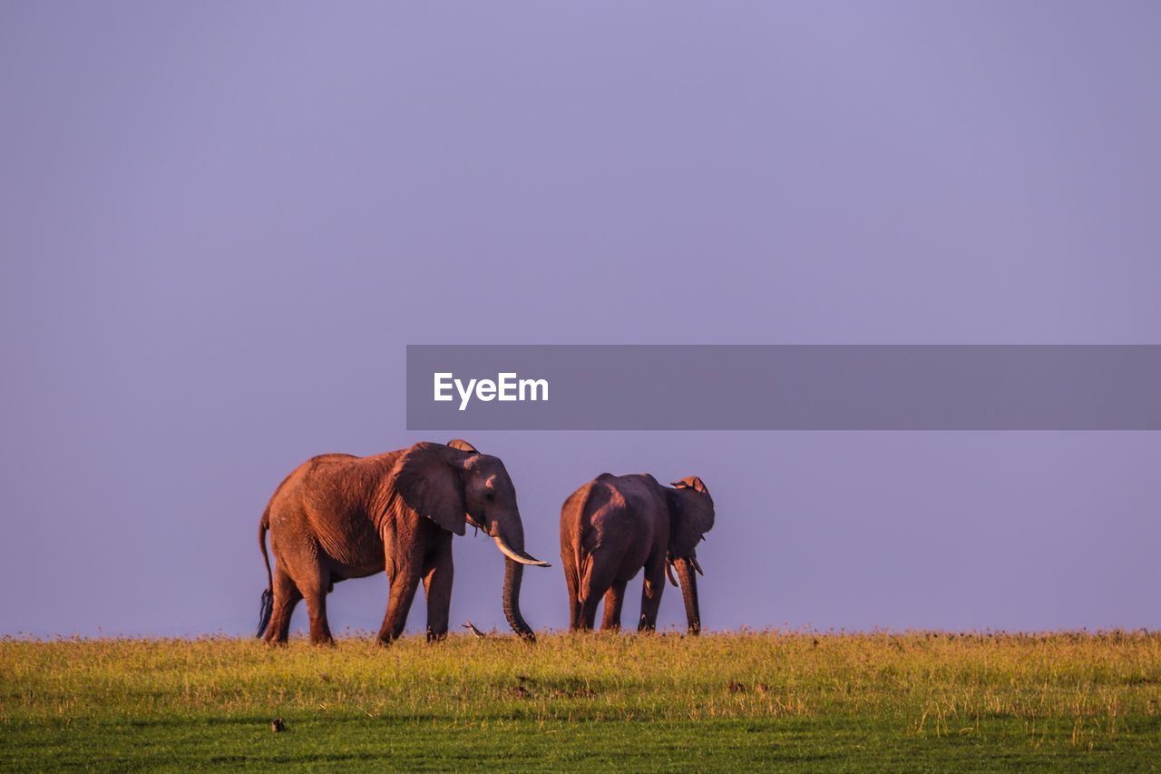 Elephants lake kariba 