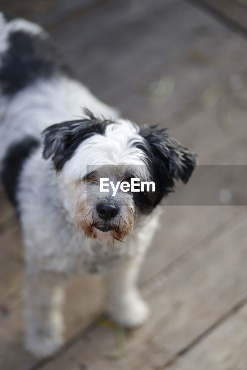 Close-up portrait of dog