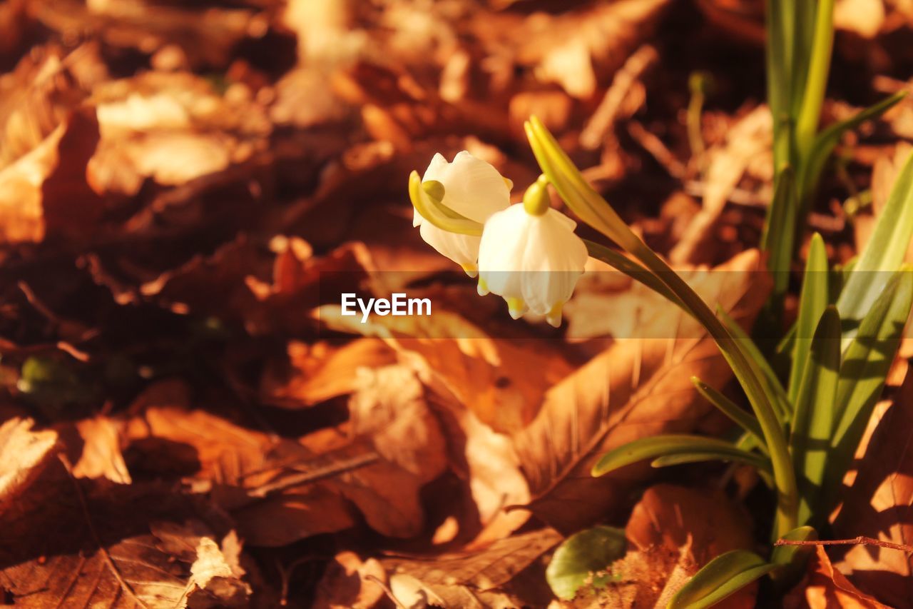 Close-up of white crocus blooming outdoors