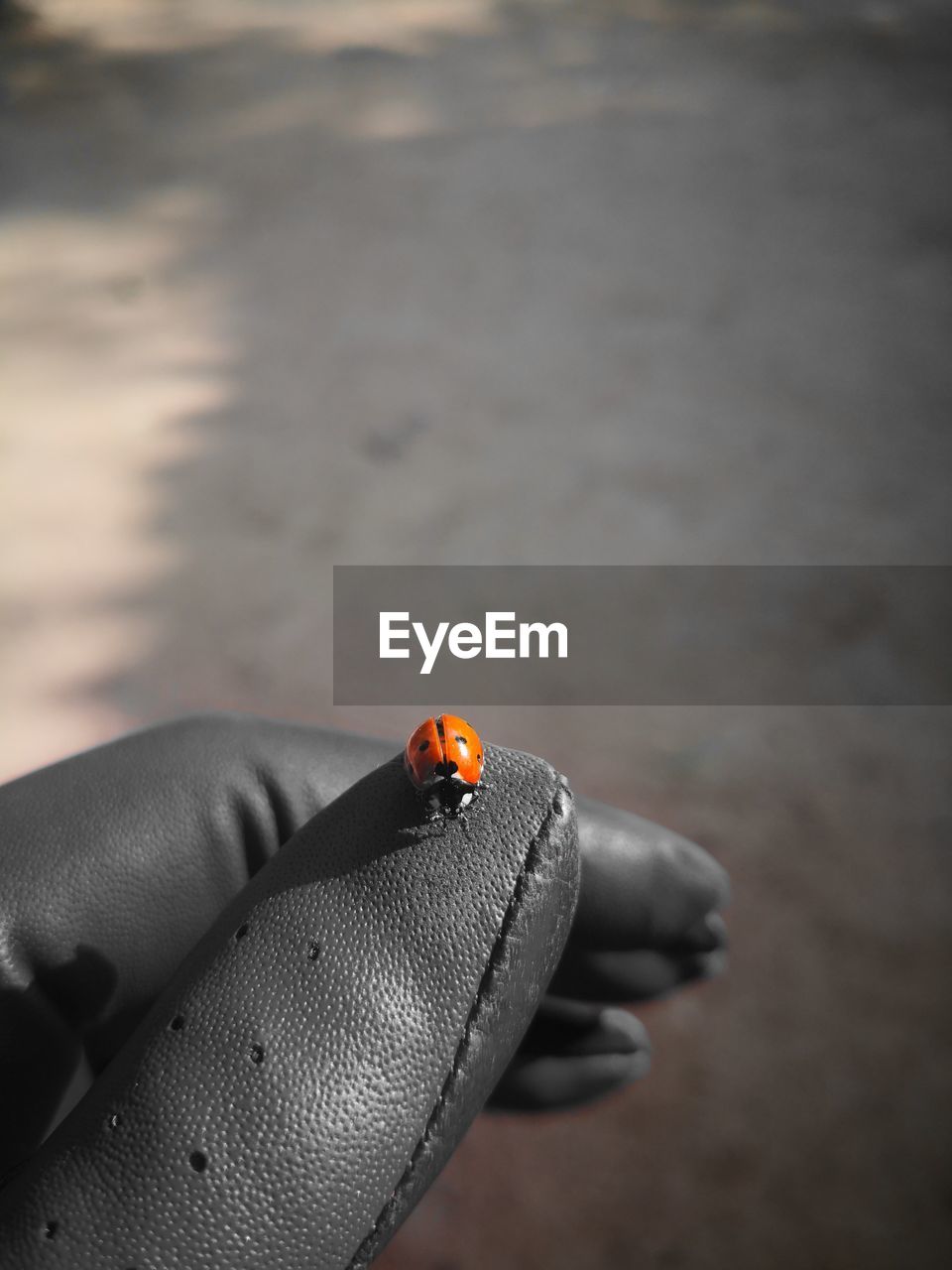 Close-up of ladybug on hand