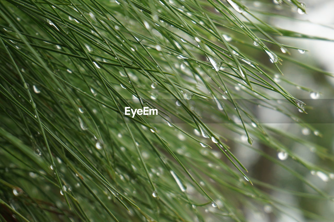 Close-up of wet plant during rainy season