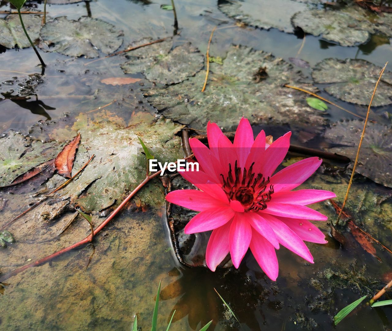 CLOSE-UP OF LOTUS WATER LILY IN LAKE