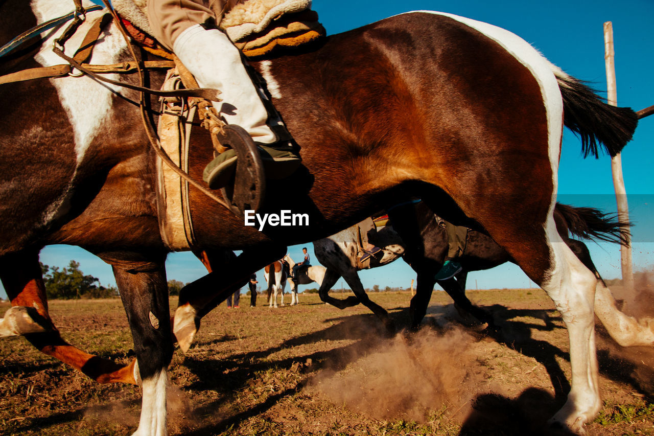 View of horse speed on field