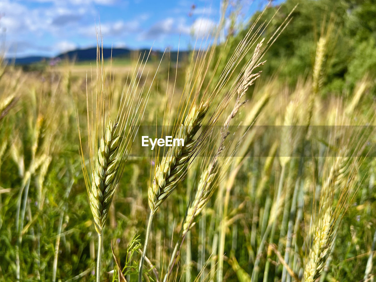 Close-up of wheat growing on field