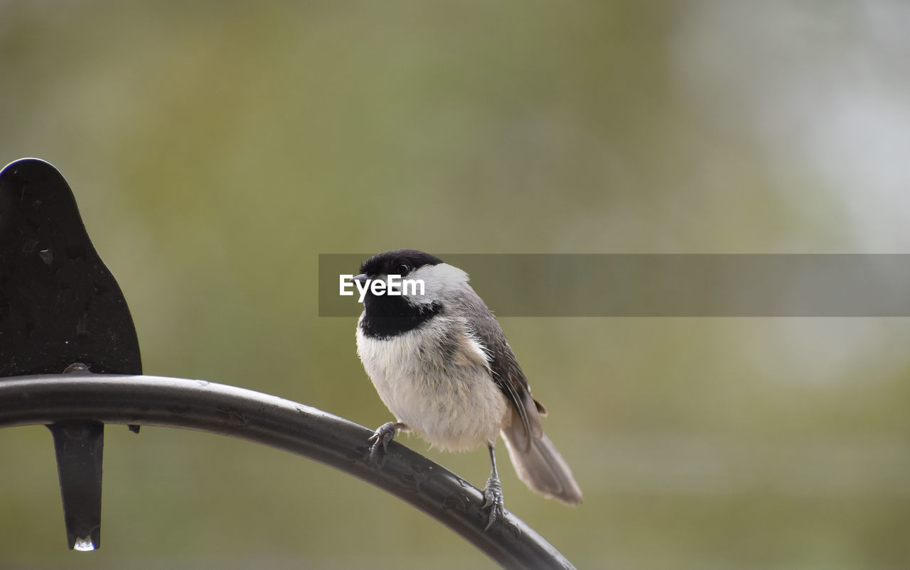 Carolina chickadee 