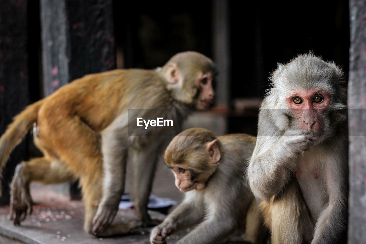 Close-up of monkeys in zoo