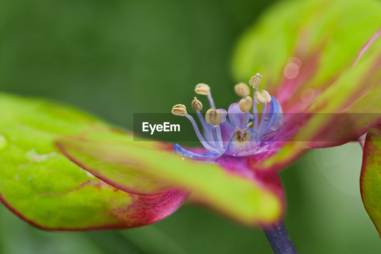 Close-up of purple and green flowering plant