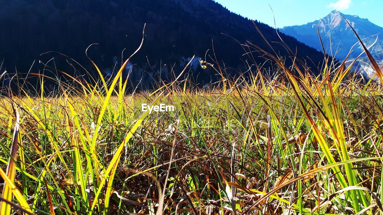 PLANTS GROWING ON FIELD