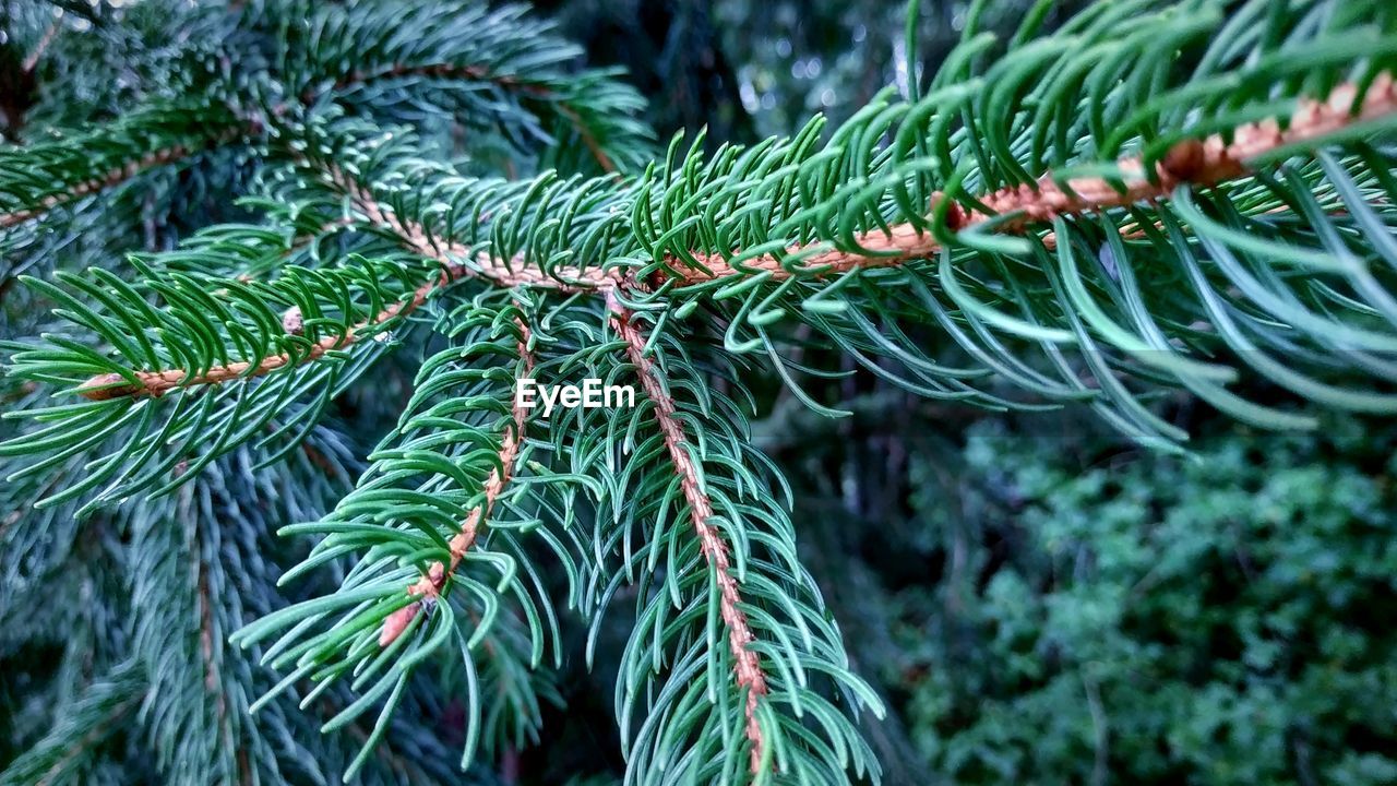 Close-up of pine tree