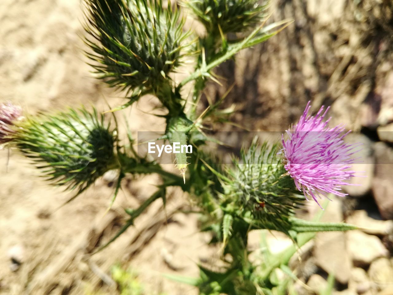 CLOSE-UP OF THISTLE FLOWER ON FIELD