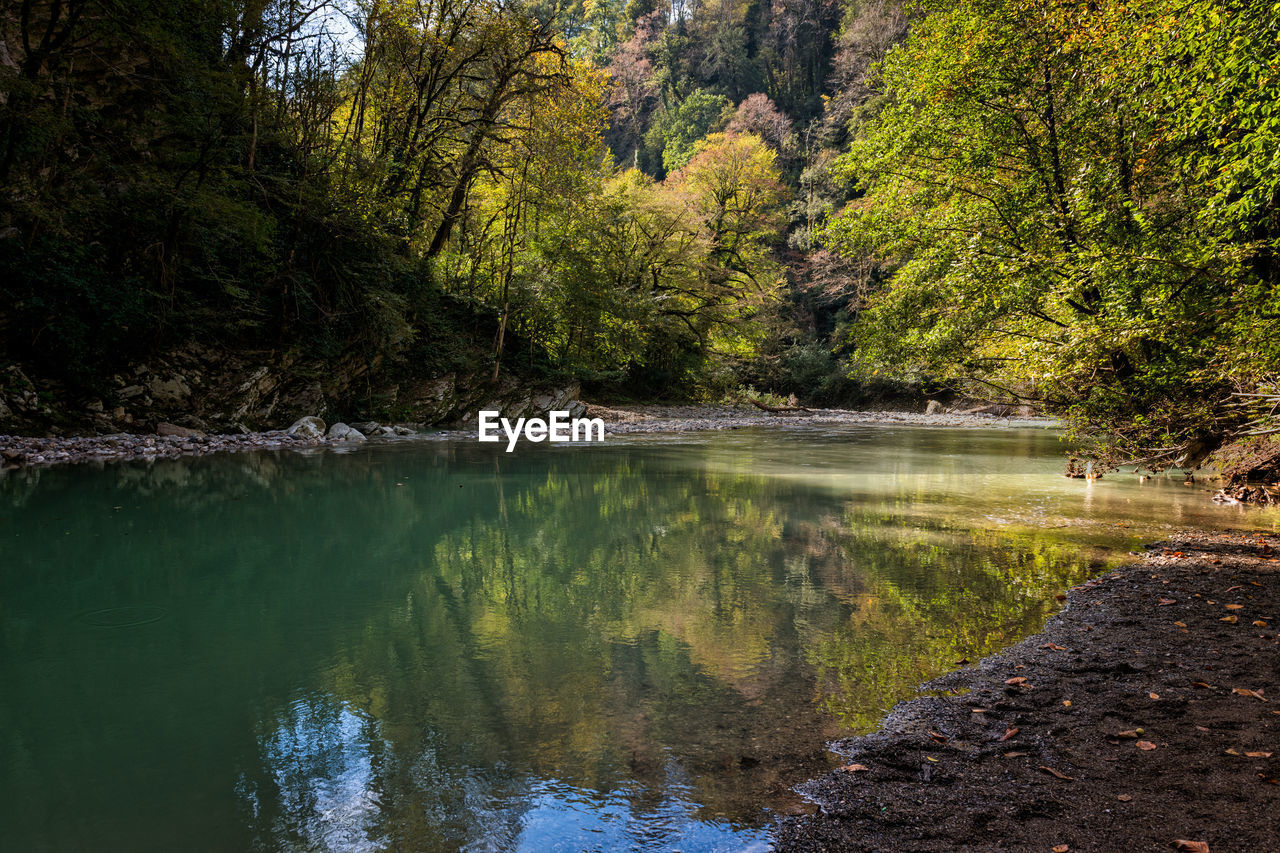 Scenic view of lake in forest