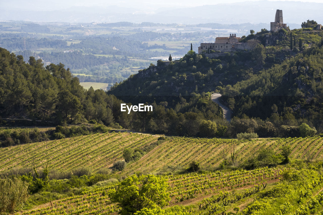 Vineyards in the spring in the subirats wine region in the province of barcelona