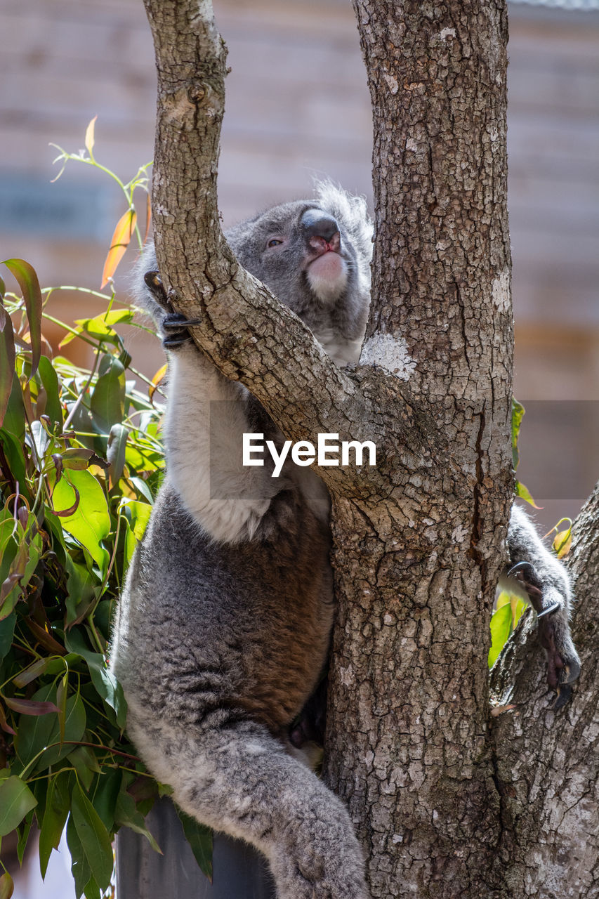 Portrait of koala on tree trunk