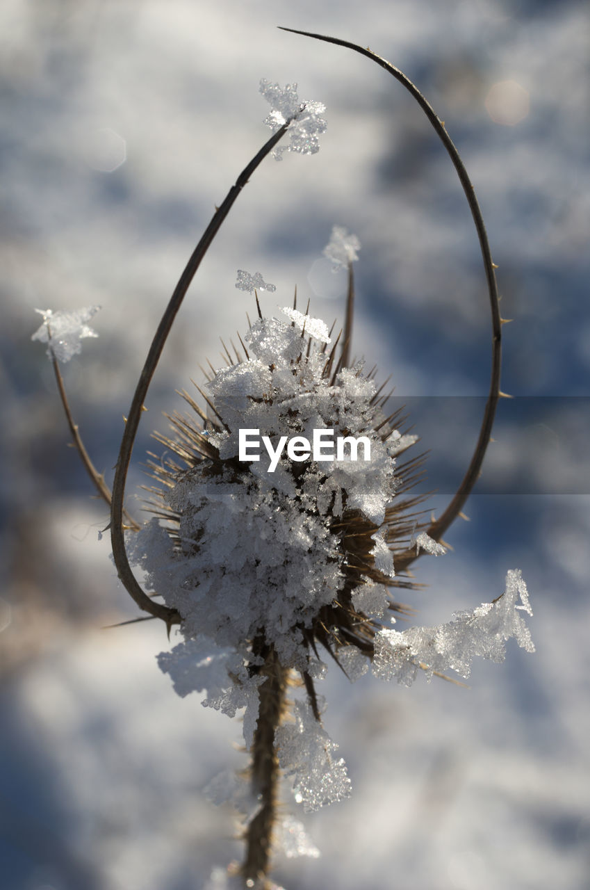 Close-up of frozen flower against sky