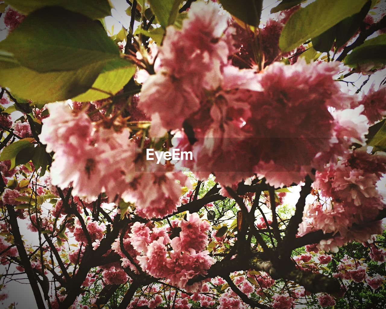 LOW ANGLE VIEW OF PINK FLOWERS ON TREE