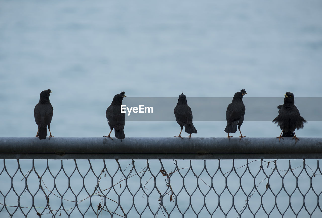 Birds perching on fence against sky