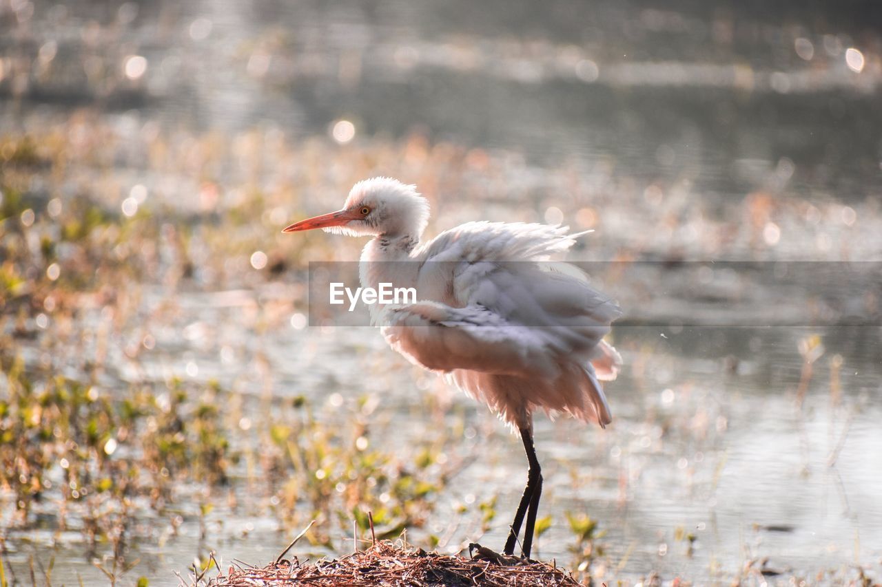 Close-up of bird on grass