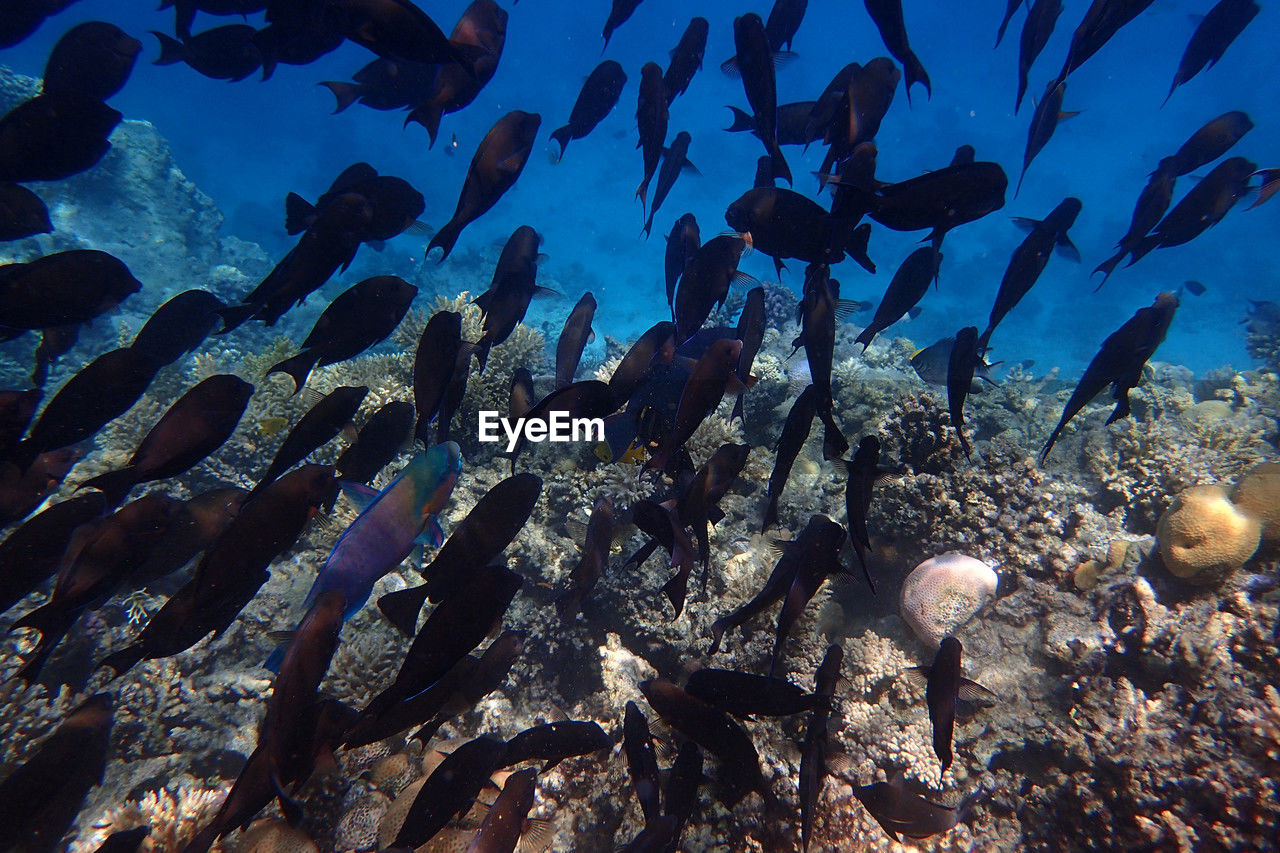 sea, underwater, animal, water, animal wildlife, animal themes, wildlife, coral reef, undersea, sea life, large group of animals, nature, marine biology, fish, marine, coral reef fish, reef, group of animals, aquarium, coral, ocean, no people, natural environment, beauty in nature, blue, school of fish, ecosystem, swimming, outdoors