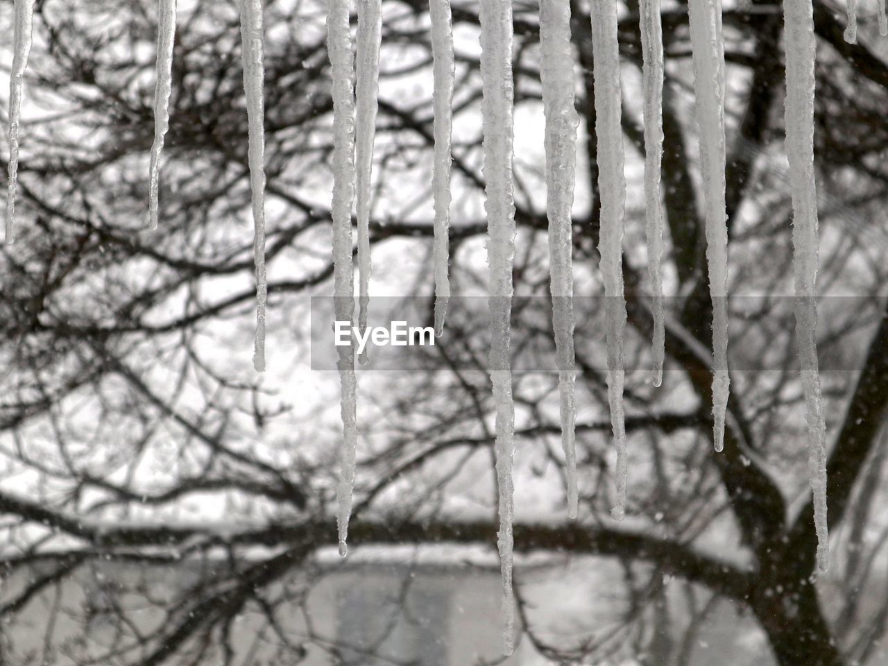 CLOSE-UP OF FROZEN PLANTS