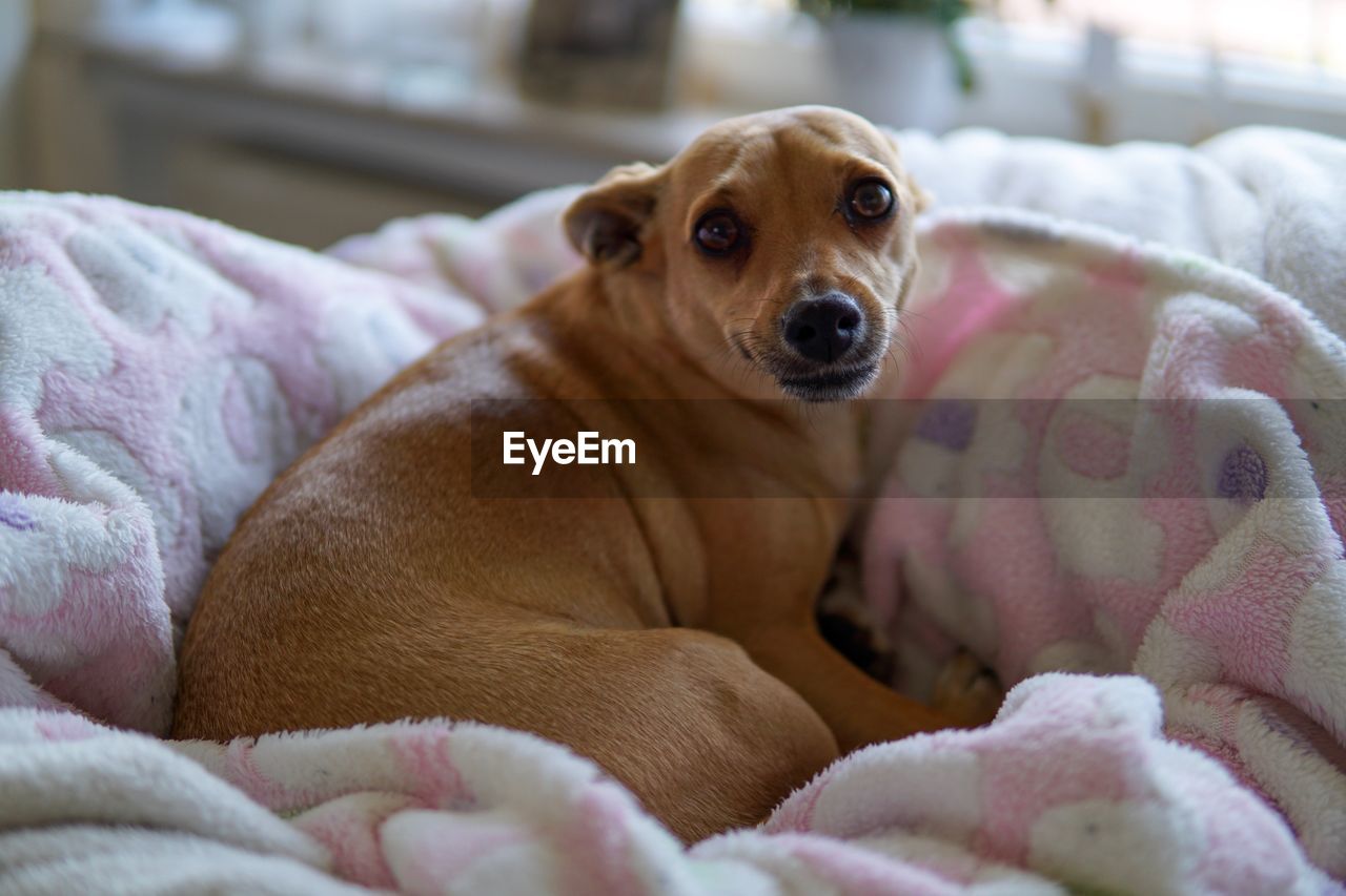 Close-up portrait of dog relaxing on bed at home