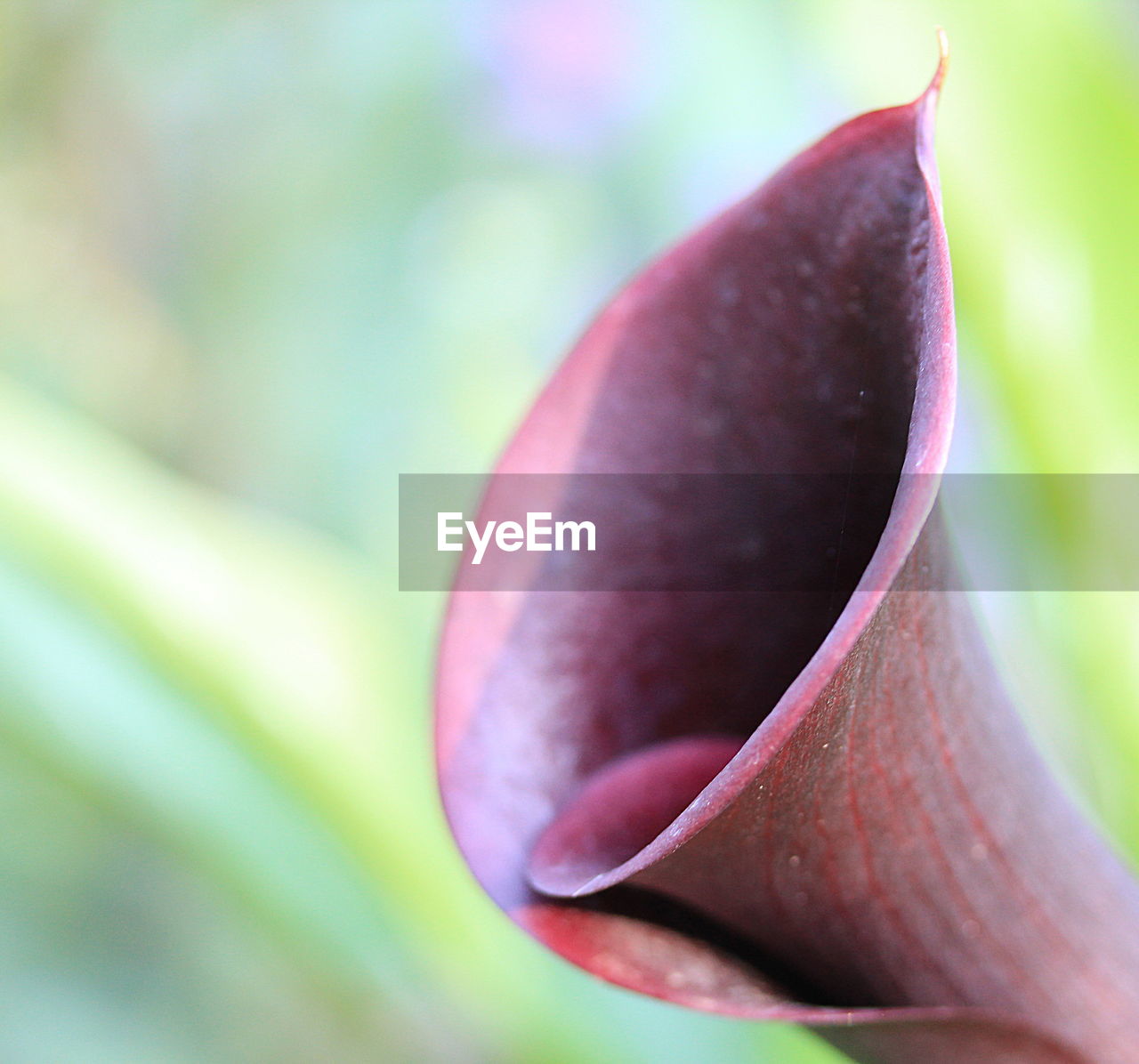 Close-up of red flower