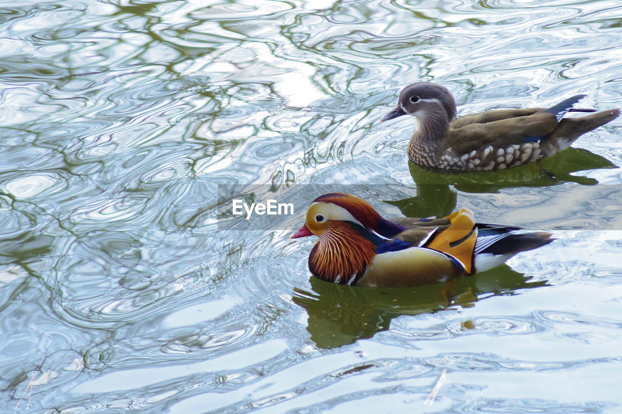 DUCKS SWIMMING IN LAKE