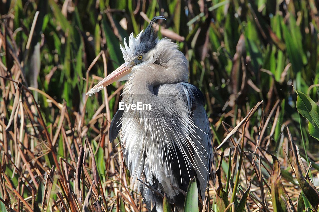 VIEW OF A BIRD ON LAND