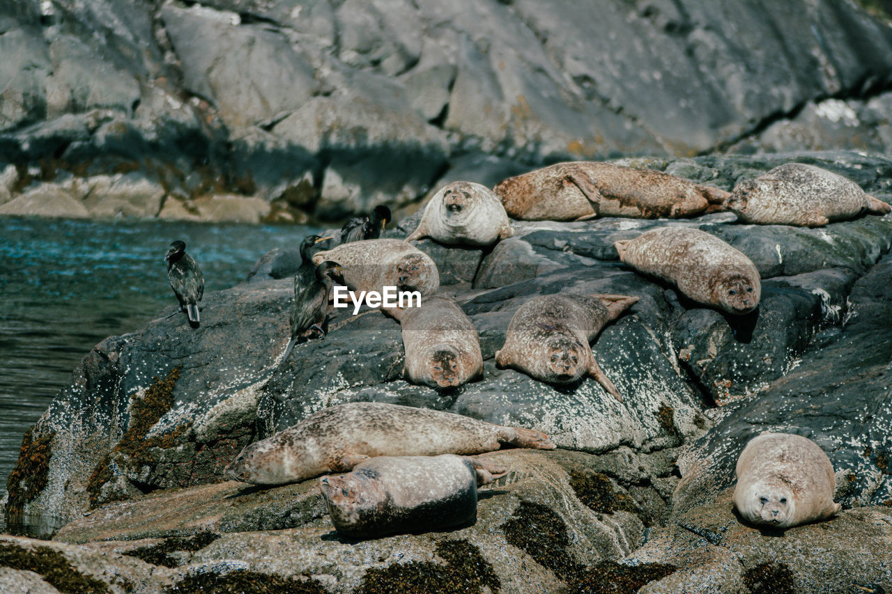 Group of seals